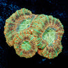 Sahara sunset Asian Acan