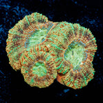 Sahara sunset Asian Acan