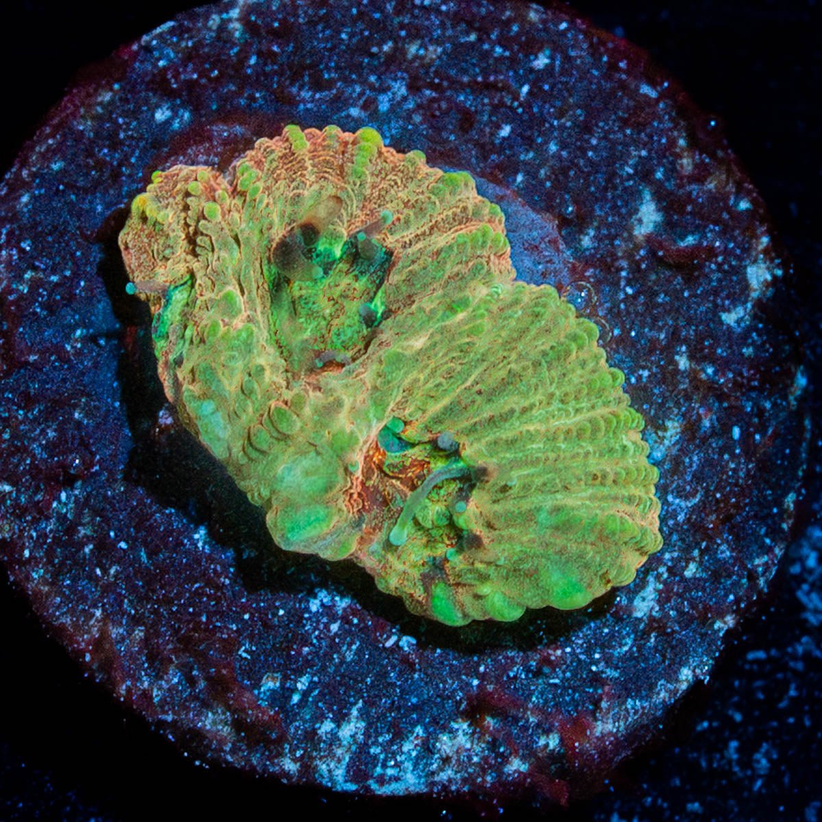 Pink dumbo Favia - riptide aquaculture llc