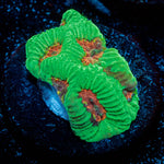 Poison Dart Frog Favia 