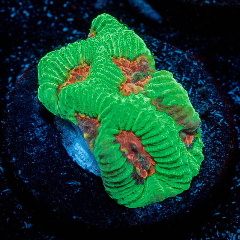 Poison Dart Frog Favia