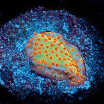 Burning Banana Stylostinellia - riptide aquaculture llc