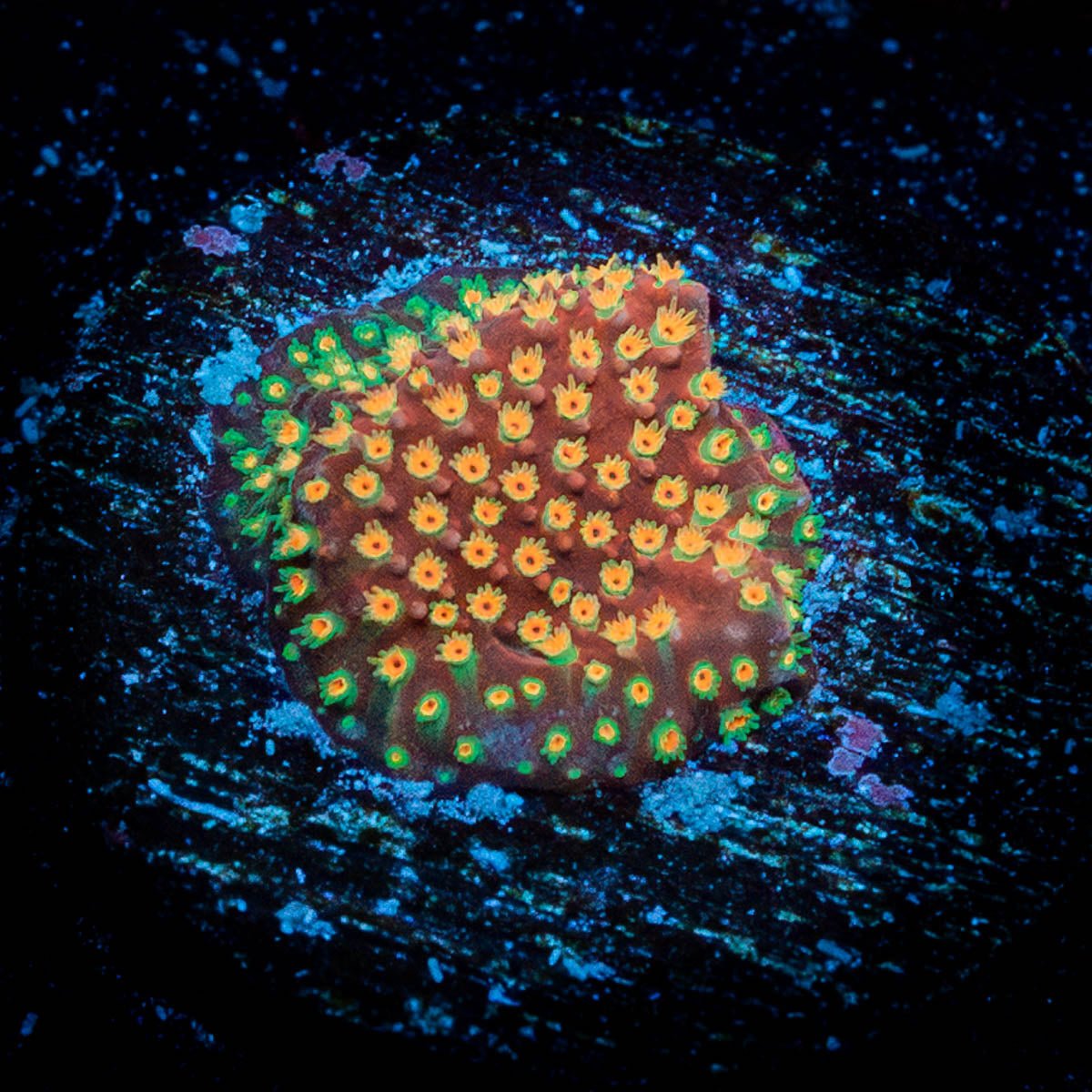 Loony Toons Stylostinellia - riptide aquaculture llc