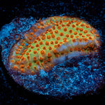 Burning Banana Stylostinellia 