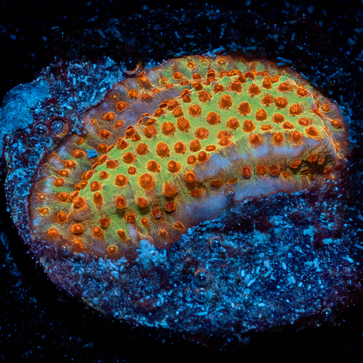 Burning Banana Stylostinellia 