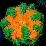 Ultra Rock Flowers - riptide aquaculture llc