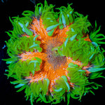 Ultra Rock Flowers - riptide aquaculture llc