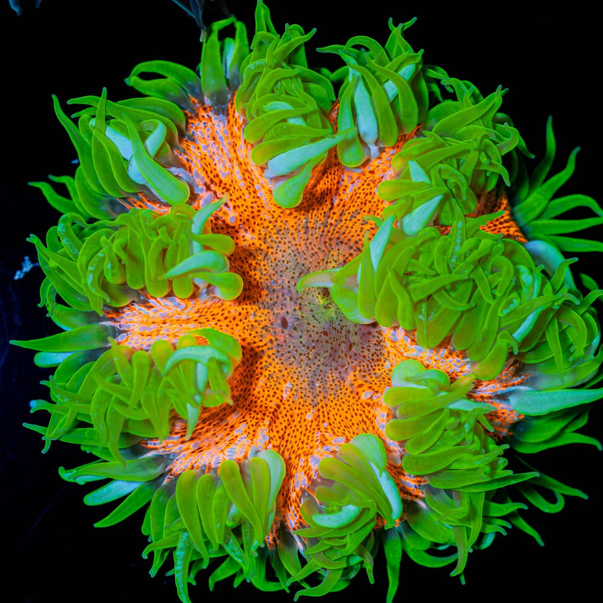 Ultra Rock Flowers - riptide aquaculture llc