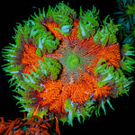 Ultra Rock Flowers - riptide aquaculture llc