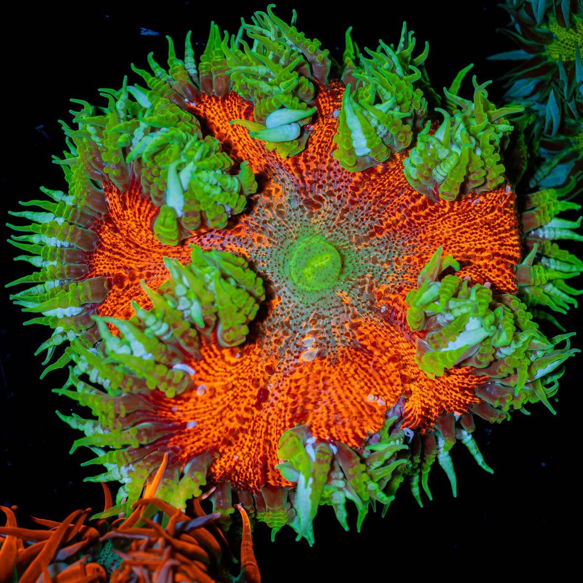 Ultra Rock Flowers - riptide aquaculture llc