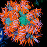 Ultra Rock Flowers - riptide aquaculture llc