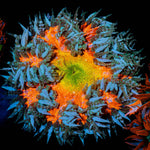 Ultra Rock Flowers - riptide aquaculture llc