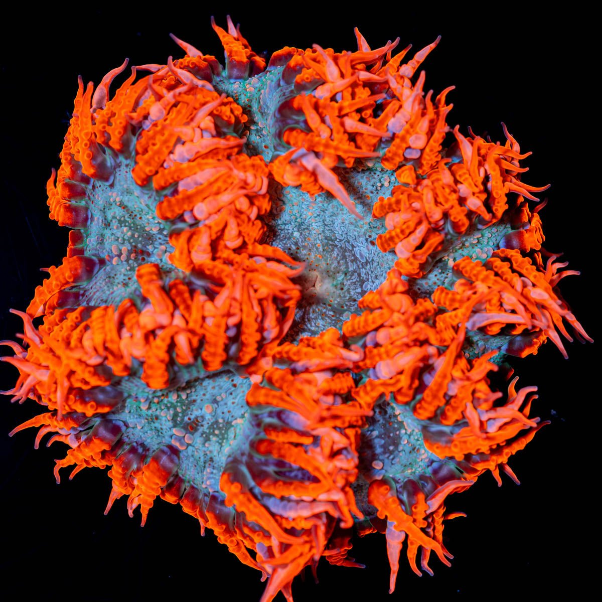 Ultra Rock Flowers - riptide aquaculture llc