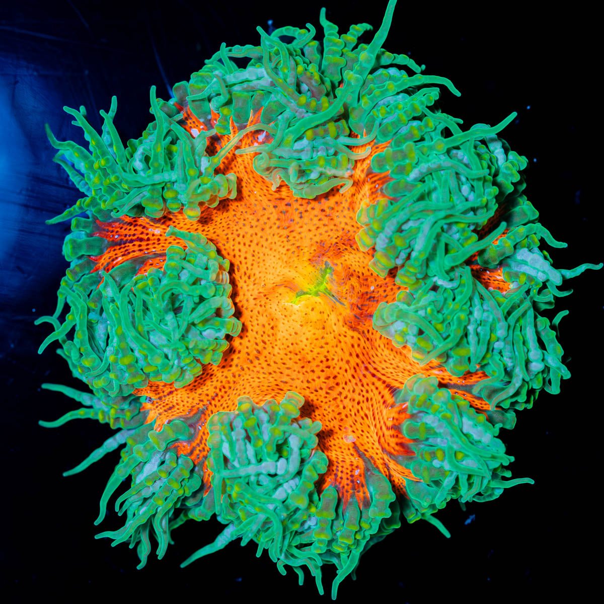 Ultra Rock Flowers - riptide aquaculture llc