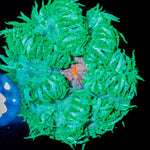 Ultra Rock Flowers - riptide aquaculture llc