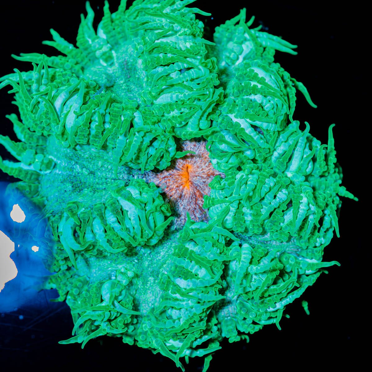 Ultra Rock Flowers - riptide aquaculture llc