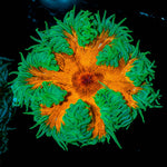 Ultra Rock Flowers - riptide aquaculture llc