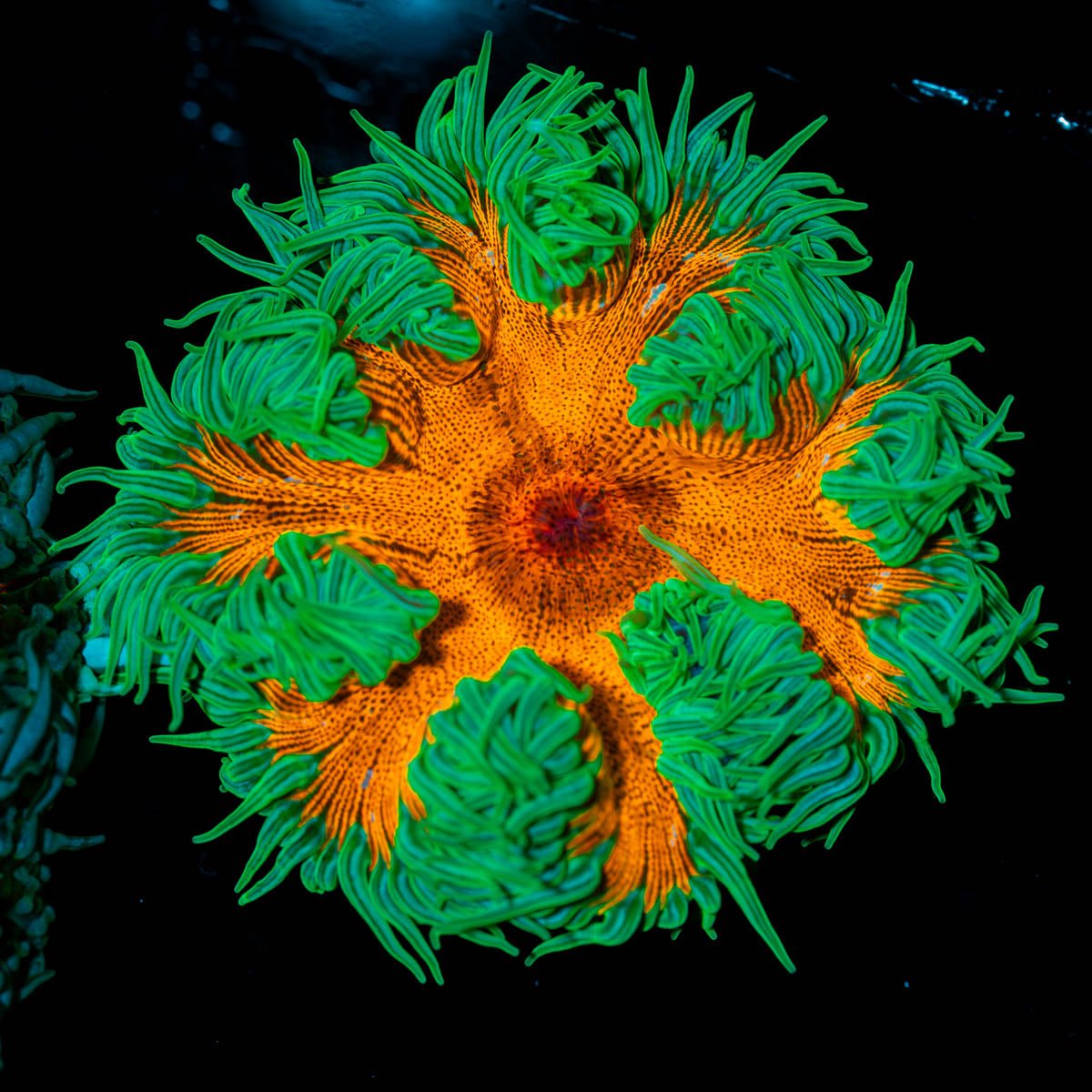 Ultra Rock Flowers - riptide aquaculture llc