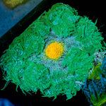 Ultra Rock Flowers - riptide aquaculture llc