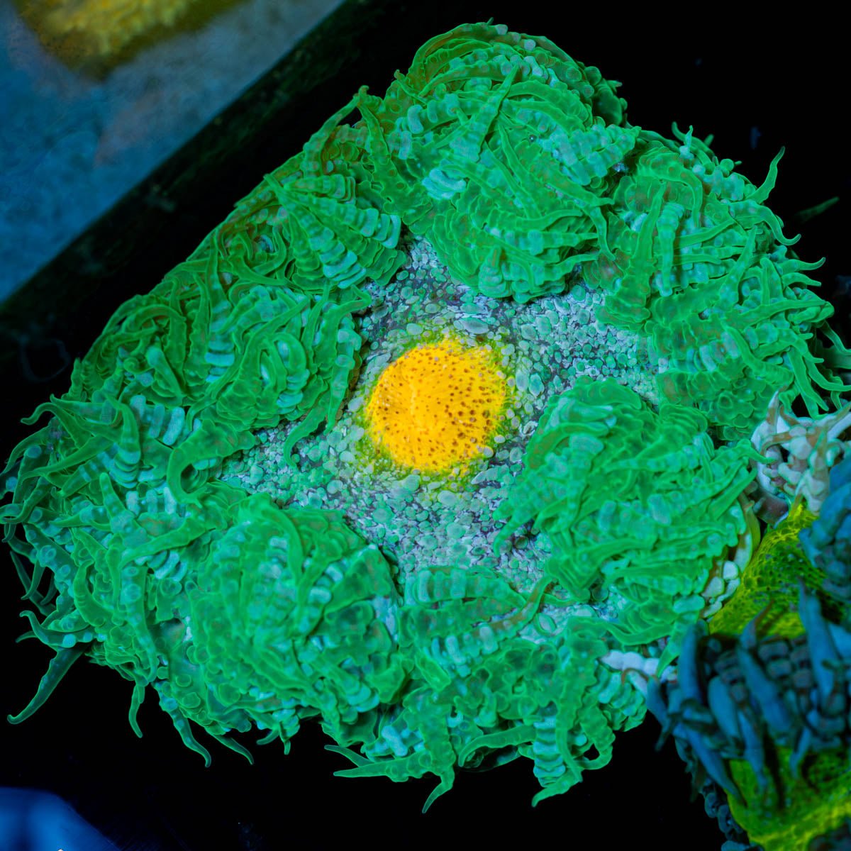 Ultra Rock Flowers - riptide aquaculture llc