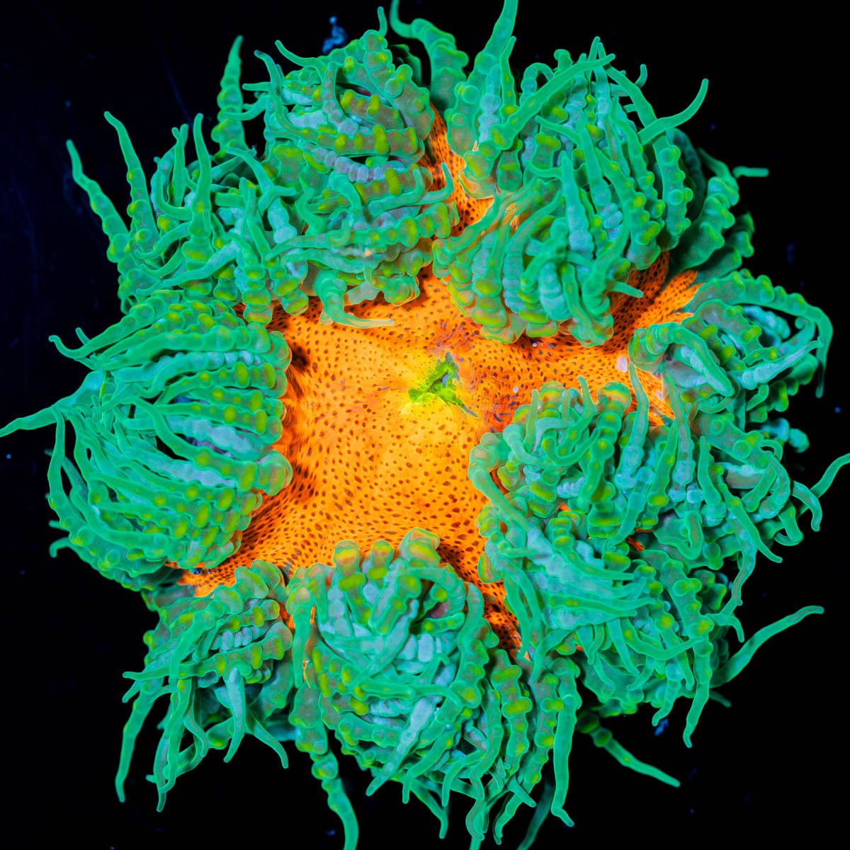 Ultra Rock Flowers - riptide aquaculture llc