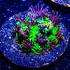 Sonic the Hedgehog Galaxea - riptide aquaculture llc