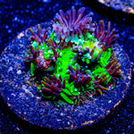 Sonic the Hedgehog Galaxea - riptide aquaculture llc
