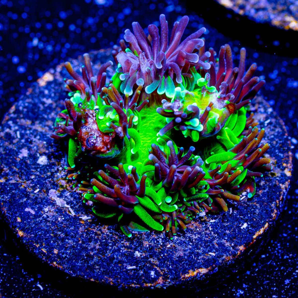 Sonic the Hedgehog Galaxea - riptide aquaculture llc