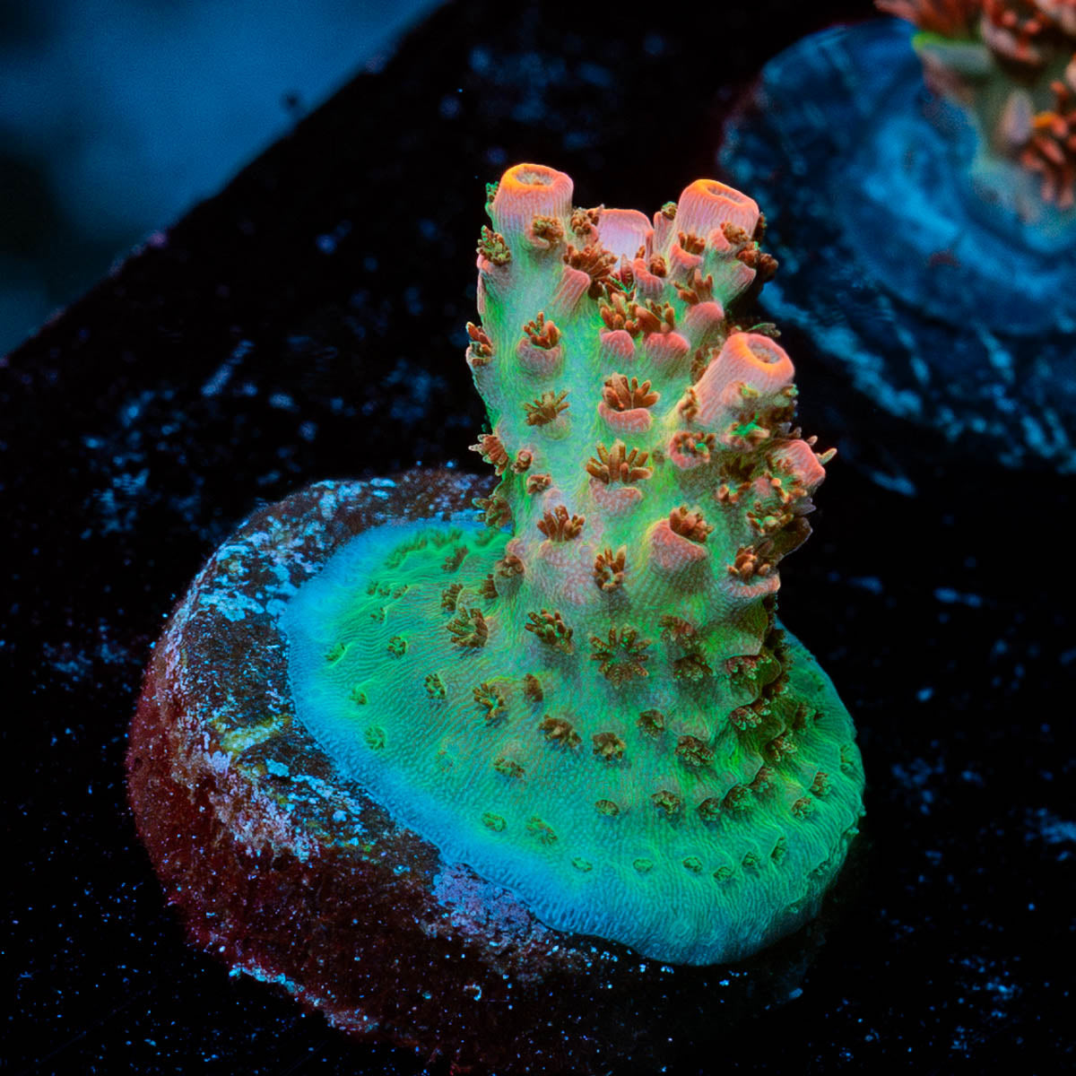 TSA Optimus Prime Acropora 