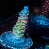 TSA Rainbow fusion Acropora 