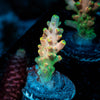 Bali Shortcake Acropora 