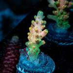 Bali Shortcake Acropora 