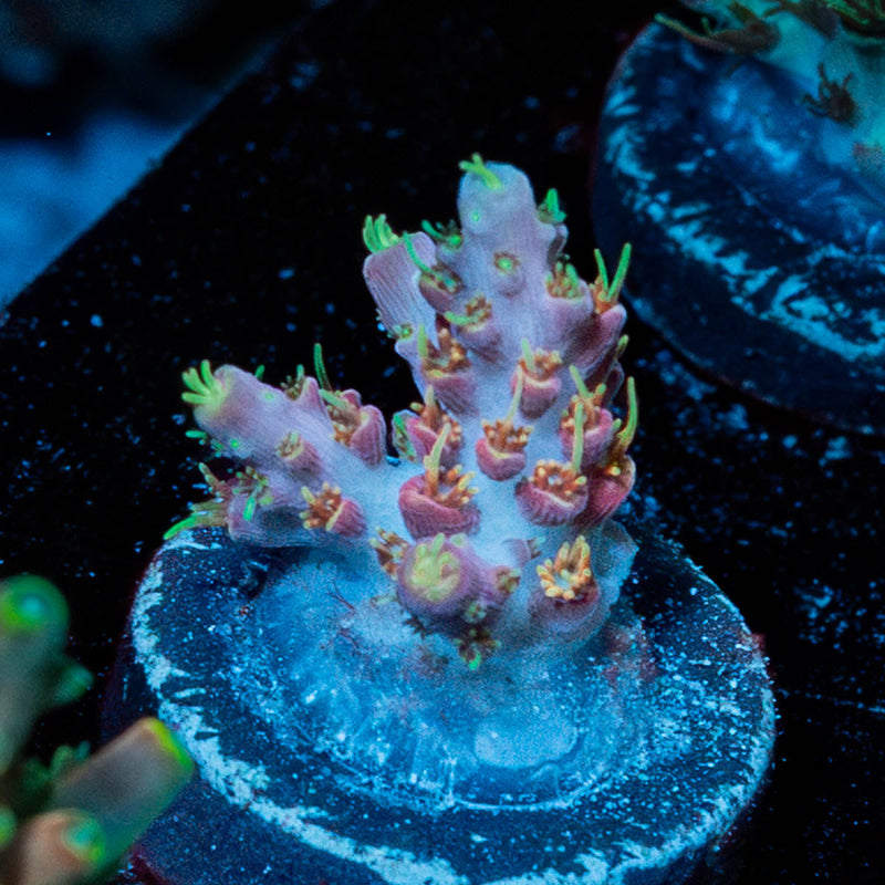 Buzz Lightyear Acropora