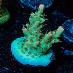 Yoda Acropora 