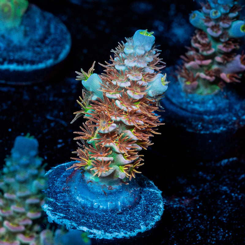 Globe Master Acropora