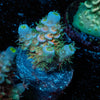 Chevron Acropora 