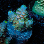 Chevron Acropora 