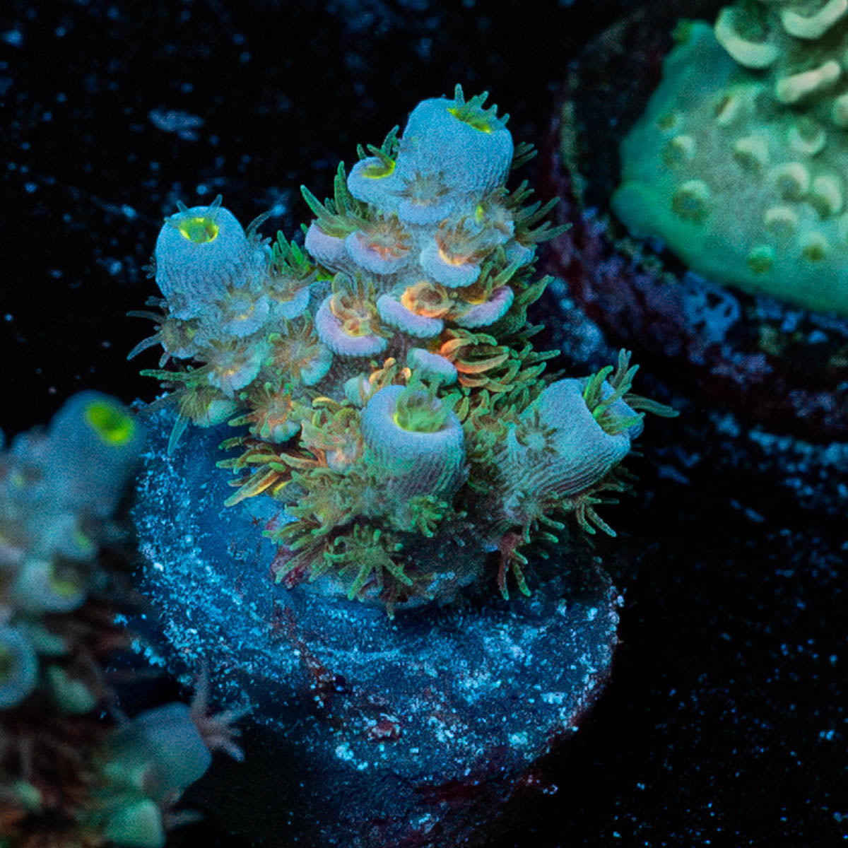 Chevron Acropora 