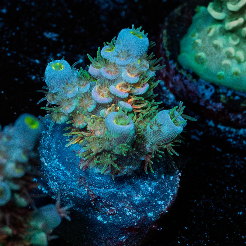 Chevron Acropora