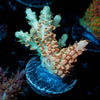 Temporal Distortion Acropora 