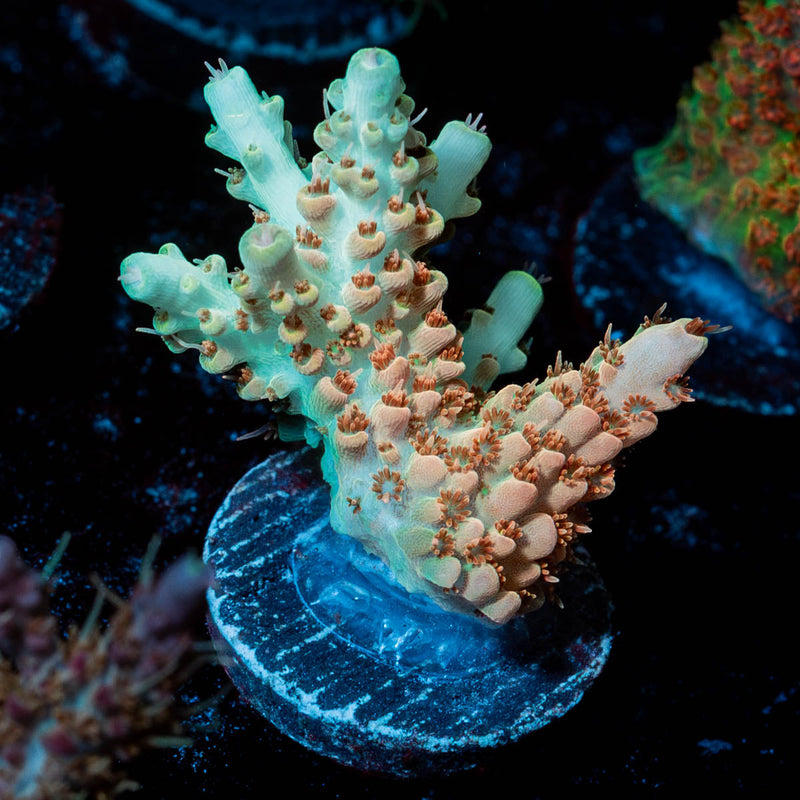 Temporal Distortion Acropora