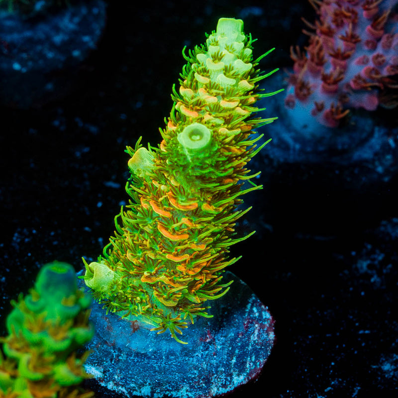 RMF Acid Trip Millepora