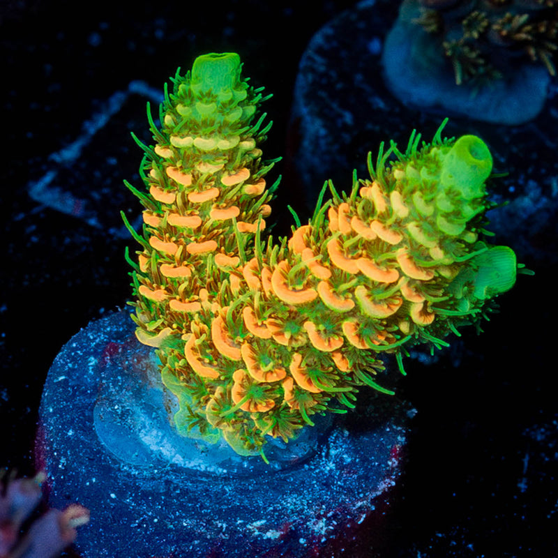 RMF Acid Trip Millepora