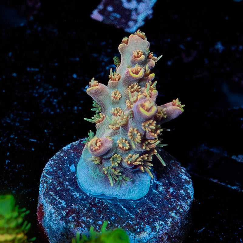 Buzz Lightyear Acropora