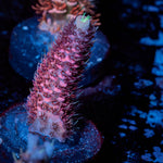 Judge Judy Millepora 