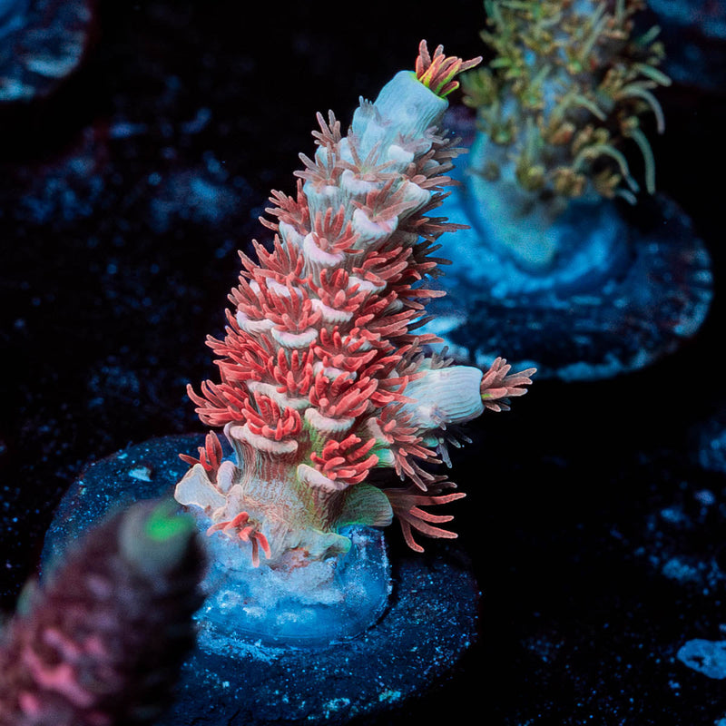 Cherry Bomb Acropora