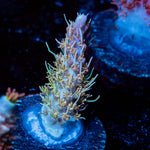 Acid Rain Acropora 