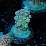 Circus Freak Acropora