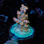 Buzz Lightyear Acropora 