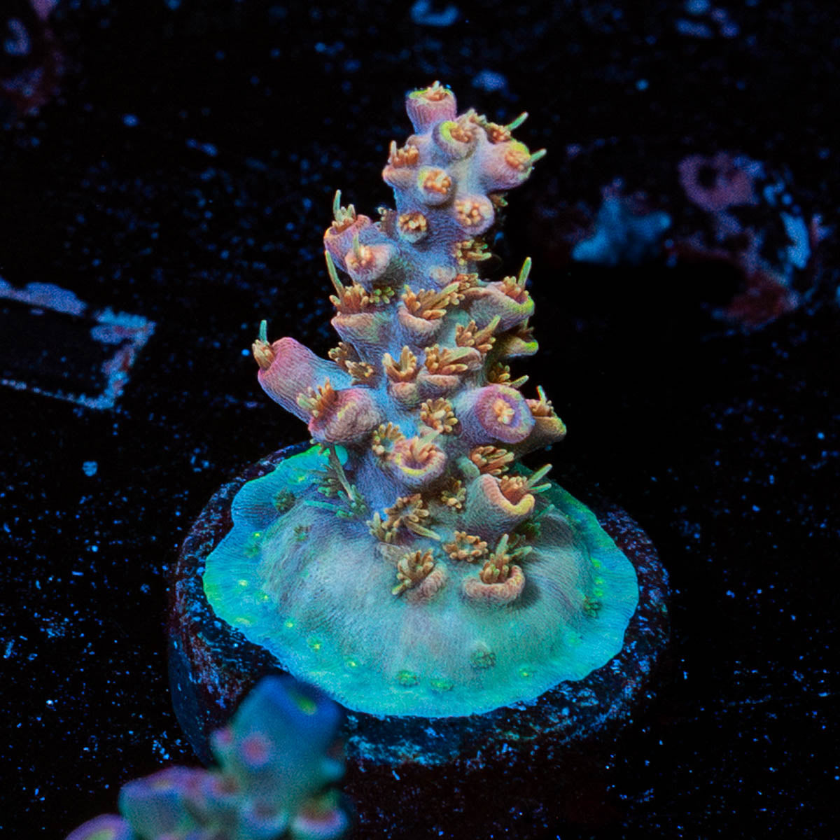 Buzz Lightyear Acropora 